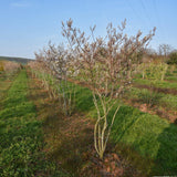 Amelanchier lamarckii 2 1492x1500 1