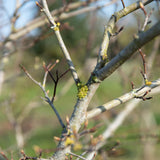 Amelanchier lamarckii 3 1663x2491 1