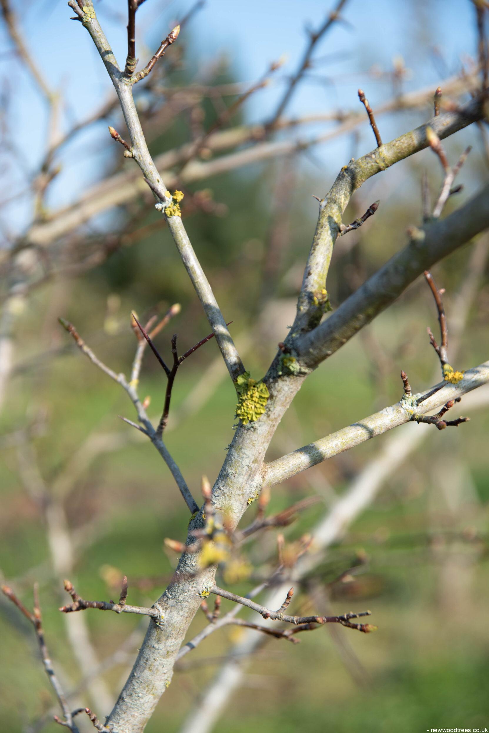 Amelanchier lamarckii 3 1663x2491 1