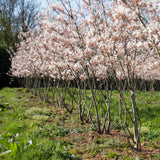 Amelanchier lamarckii 4 1663x2192 1