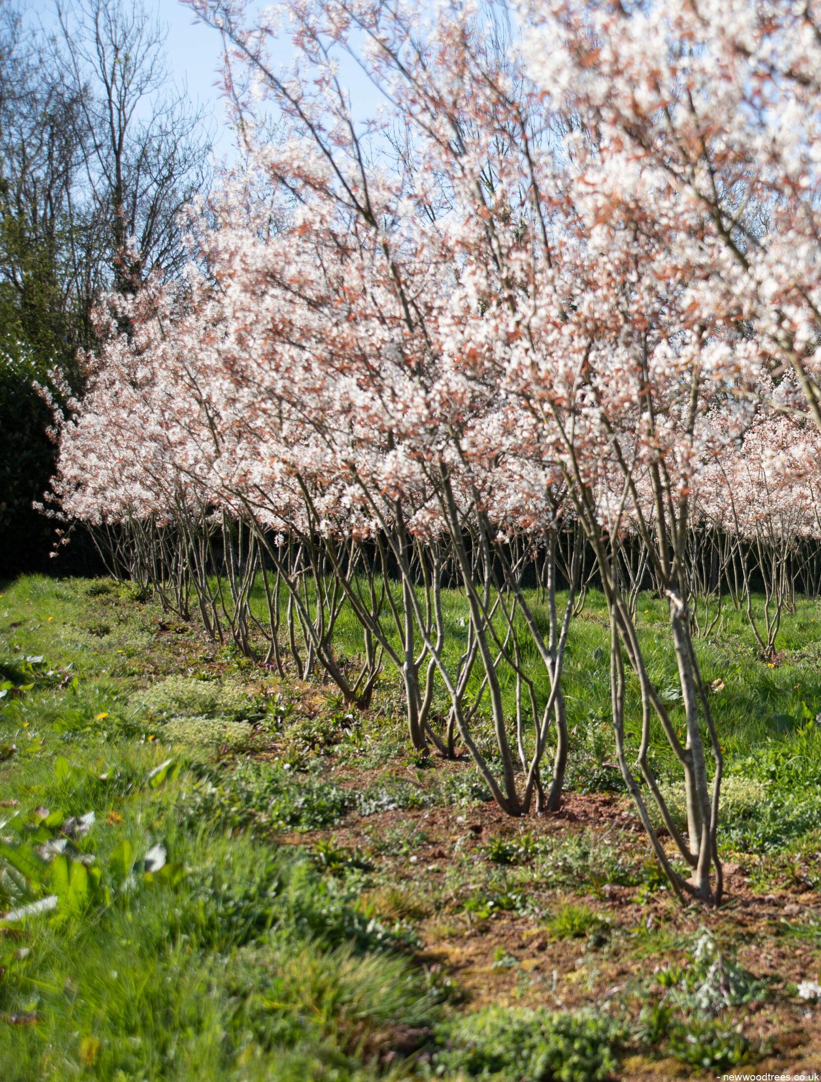 Amelanchier lamarckii 4 1663x2192 1