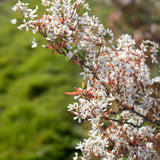 Amelanchier lamarckii 5 1663x2197 1