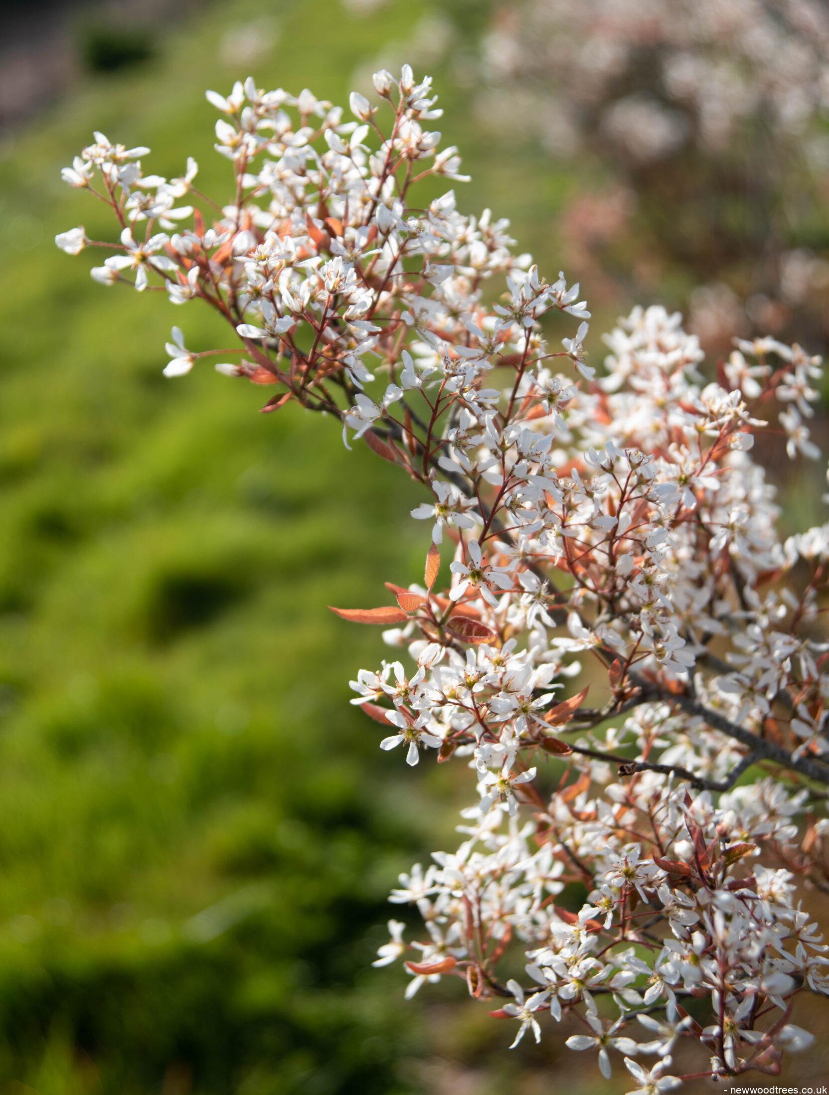 Amelanchier lamarckii 5 1663x2197 1