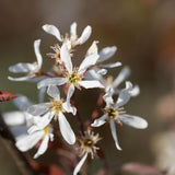 Amelanchier lamarckii 6 1663x2491 1