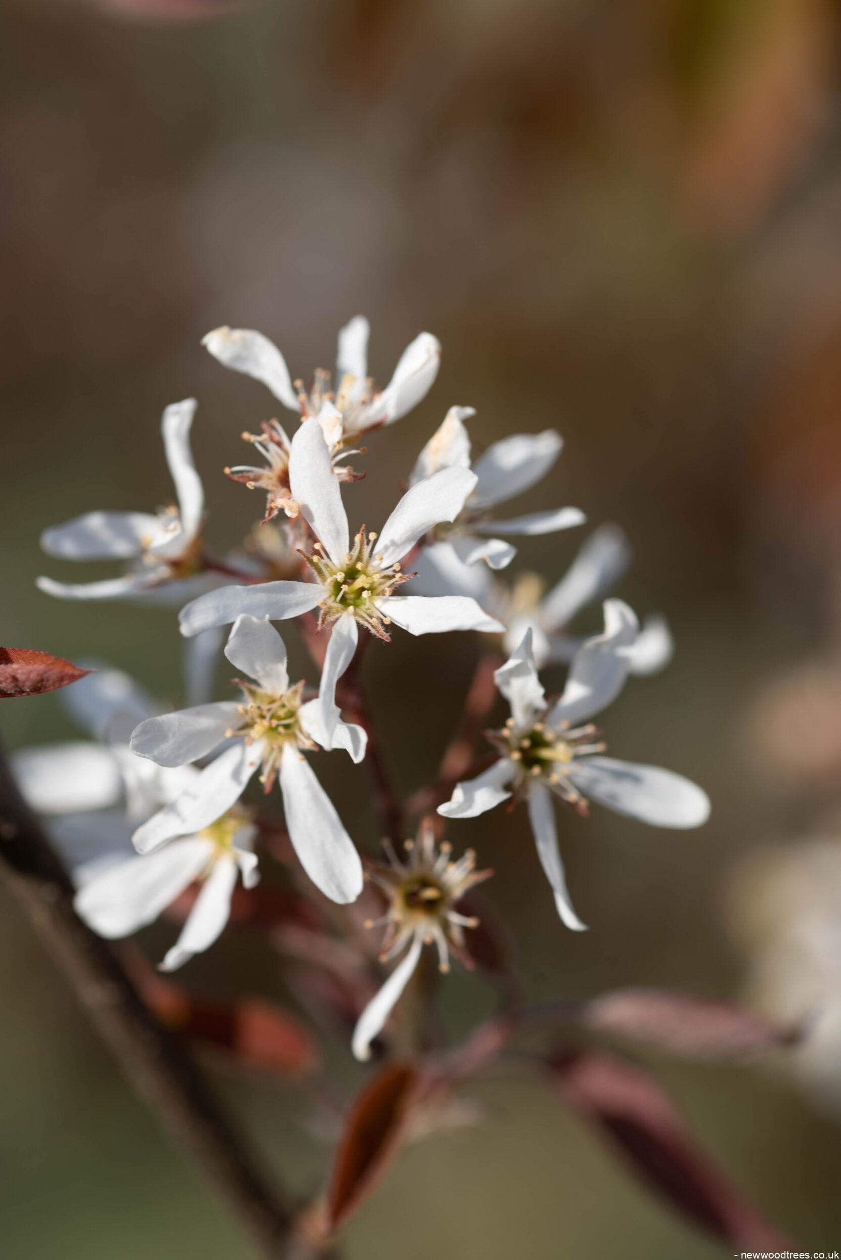 Amelanchier lamarckii 6 1663x2491 1