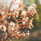 Amelanchier lamarckii 7 1663x2491 1