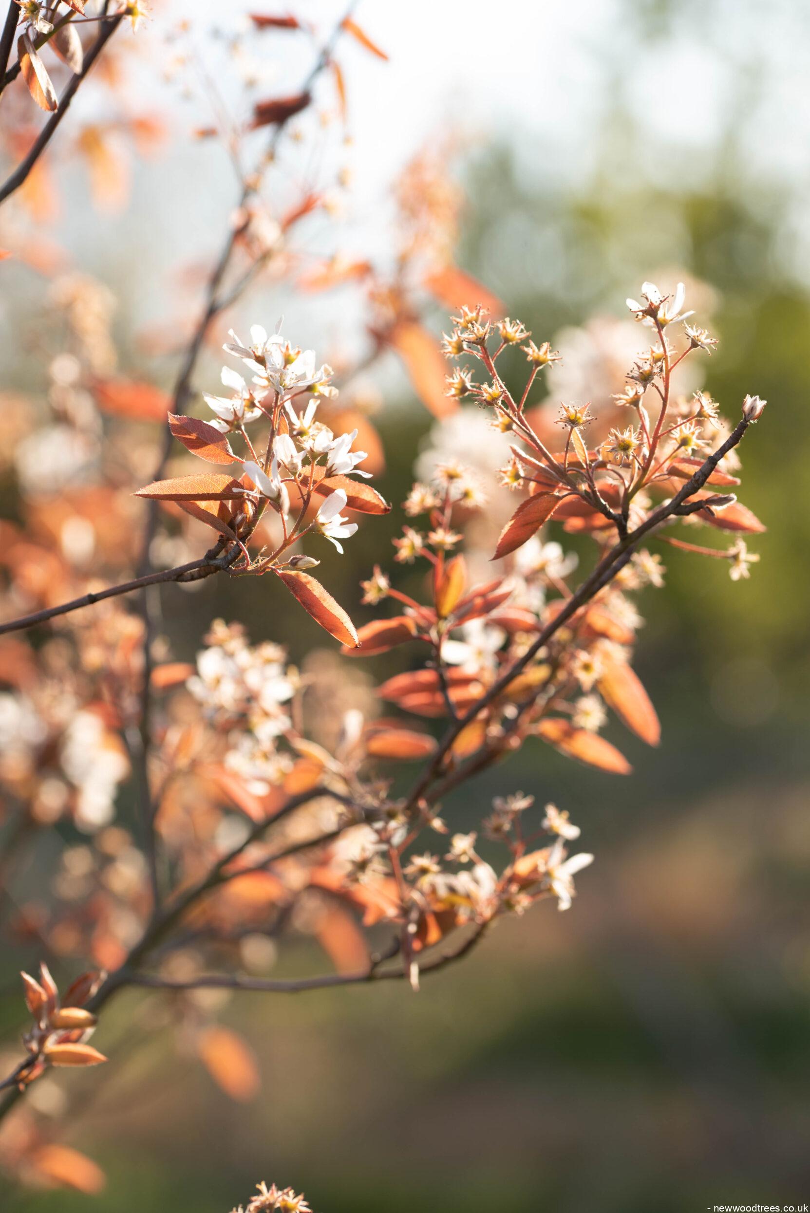 Amelanchier lamarckii 7 1663x2491 1