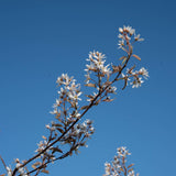 Amelanchier lamarckii 8 scaled 1