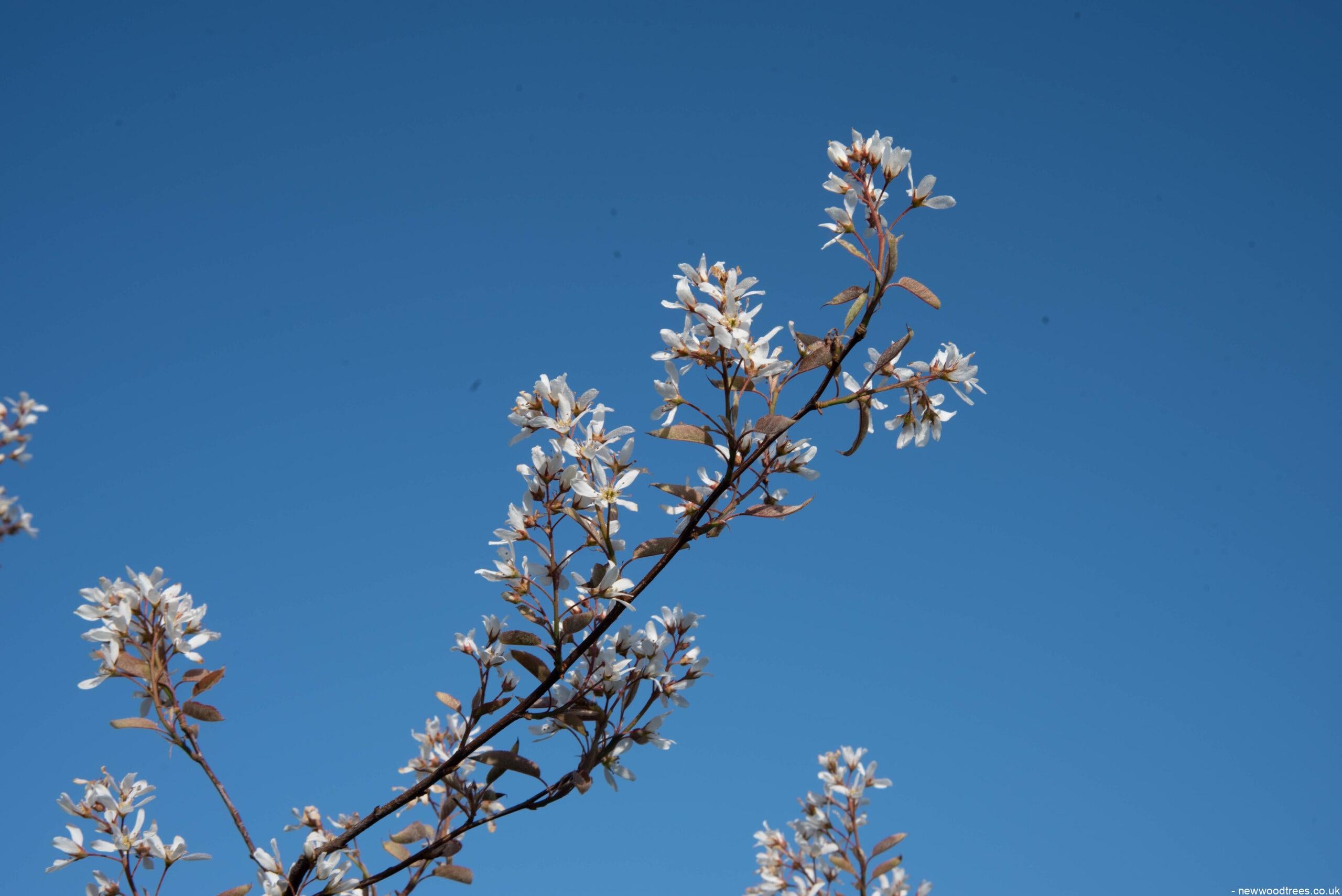 Amelanchier lamarckii 8 scaled 1