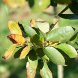 Amelanchier lamarckii 9 1663x2450 1