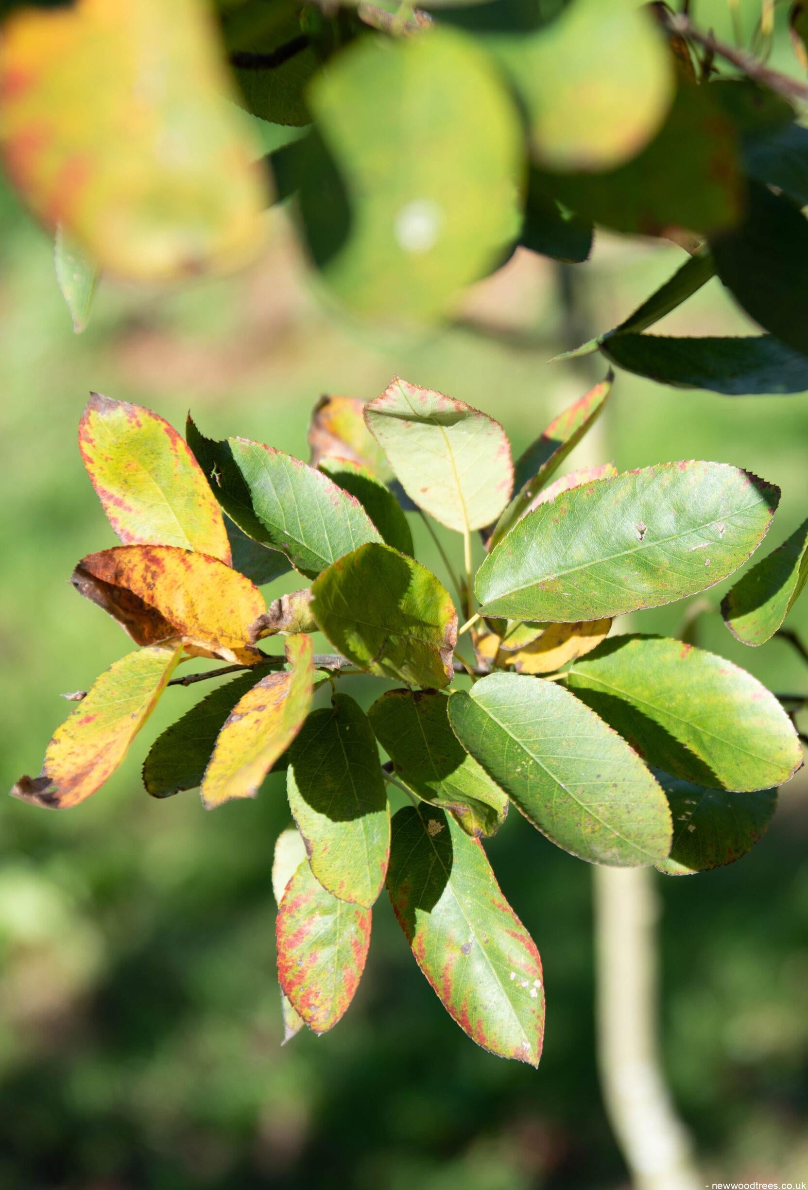 Amelanchier lamarckii 9 1663x2450 1