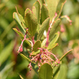 Arbutus unedo 1 scaled