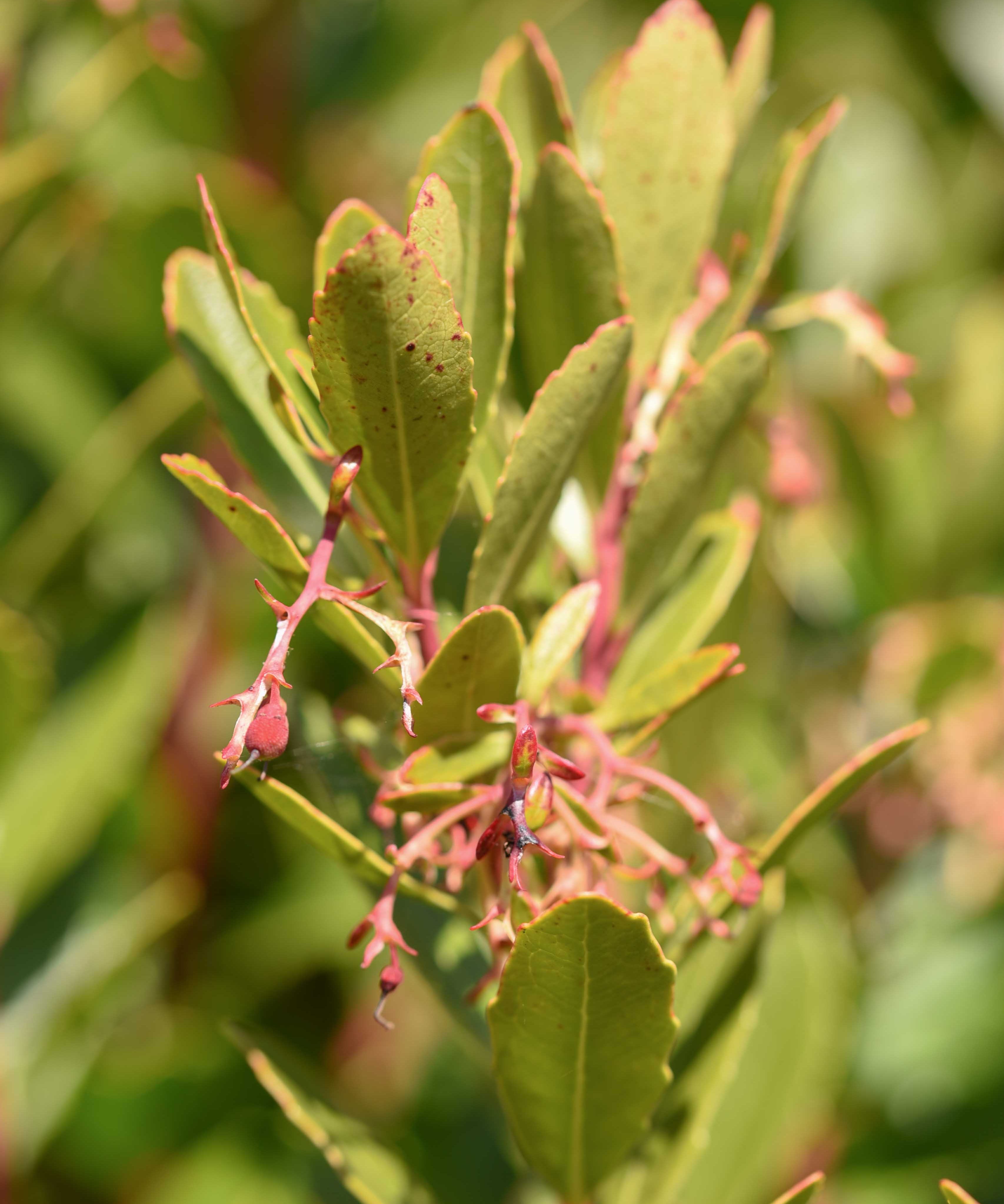 Arbutus unedo 1 scaled