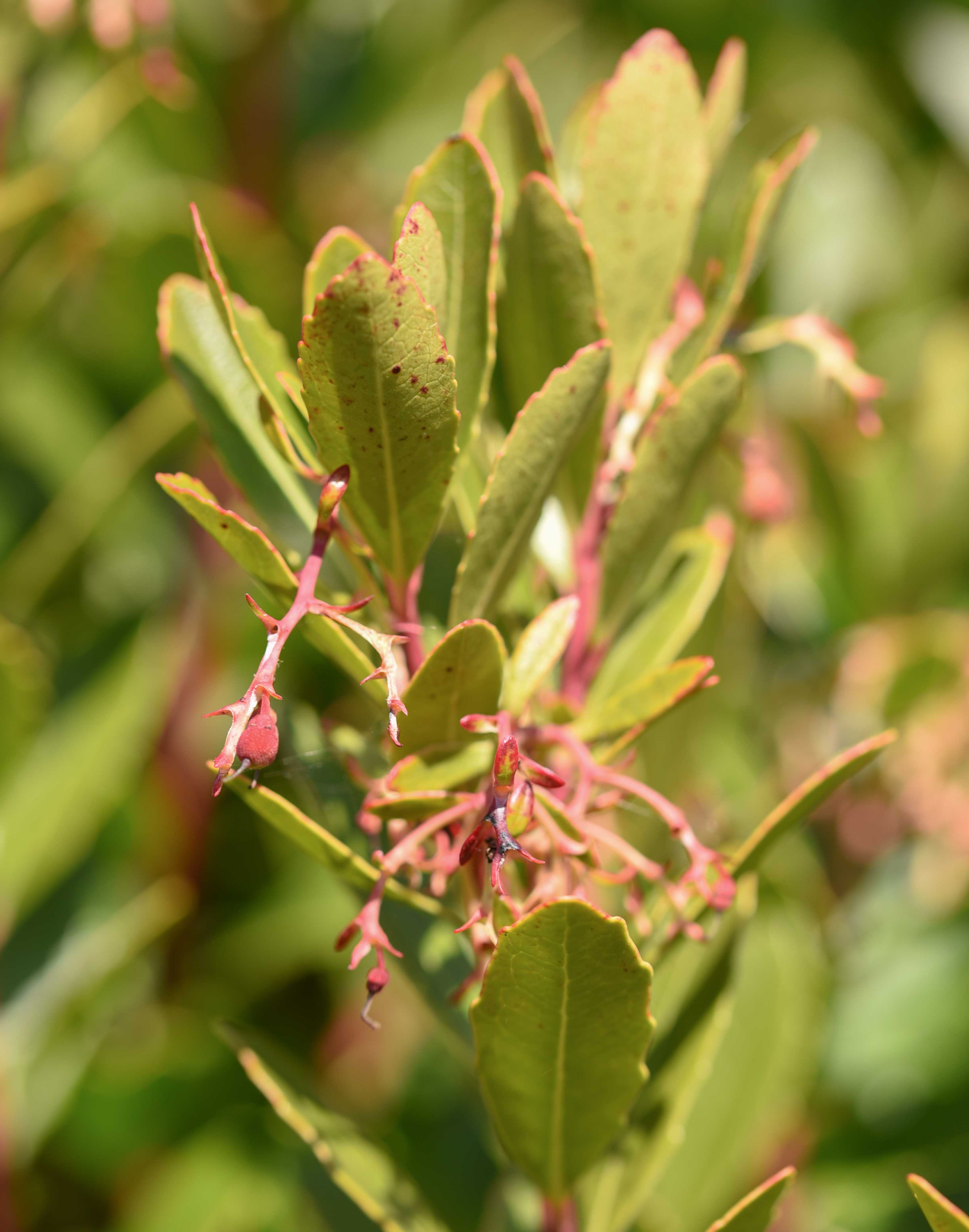 Arbutus unedo 1 scaled