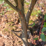 Arbutus unedo 1663x2491 1