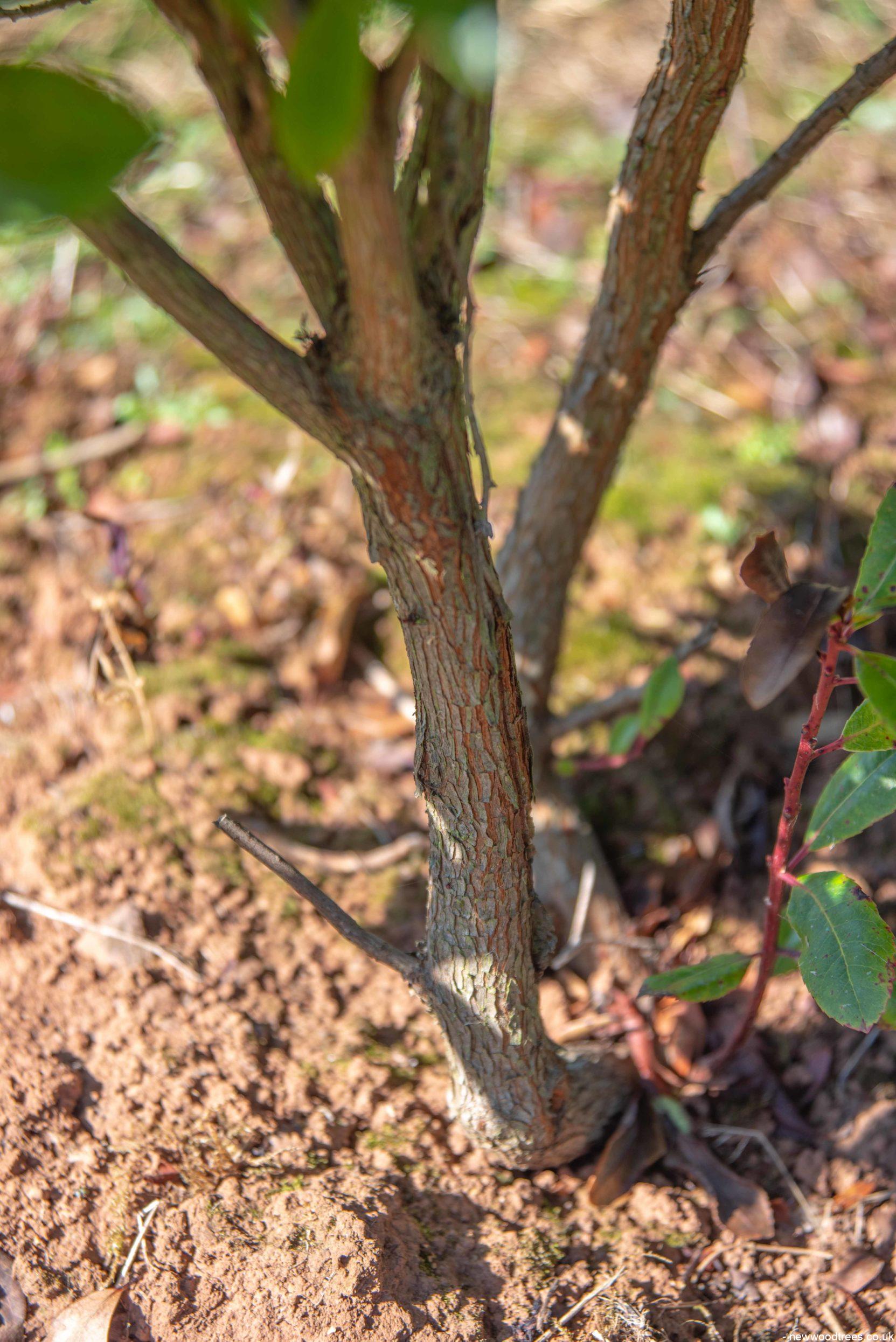 Arbutus unedo 1663x2491 1