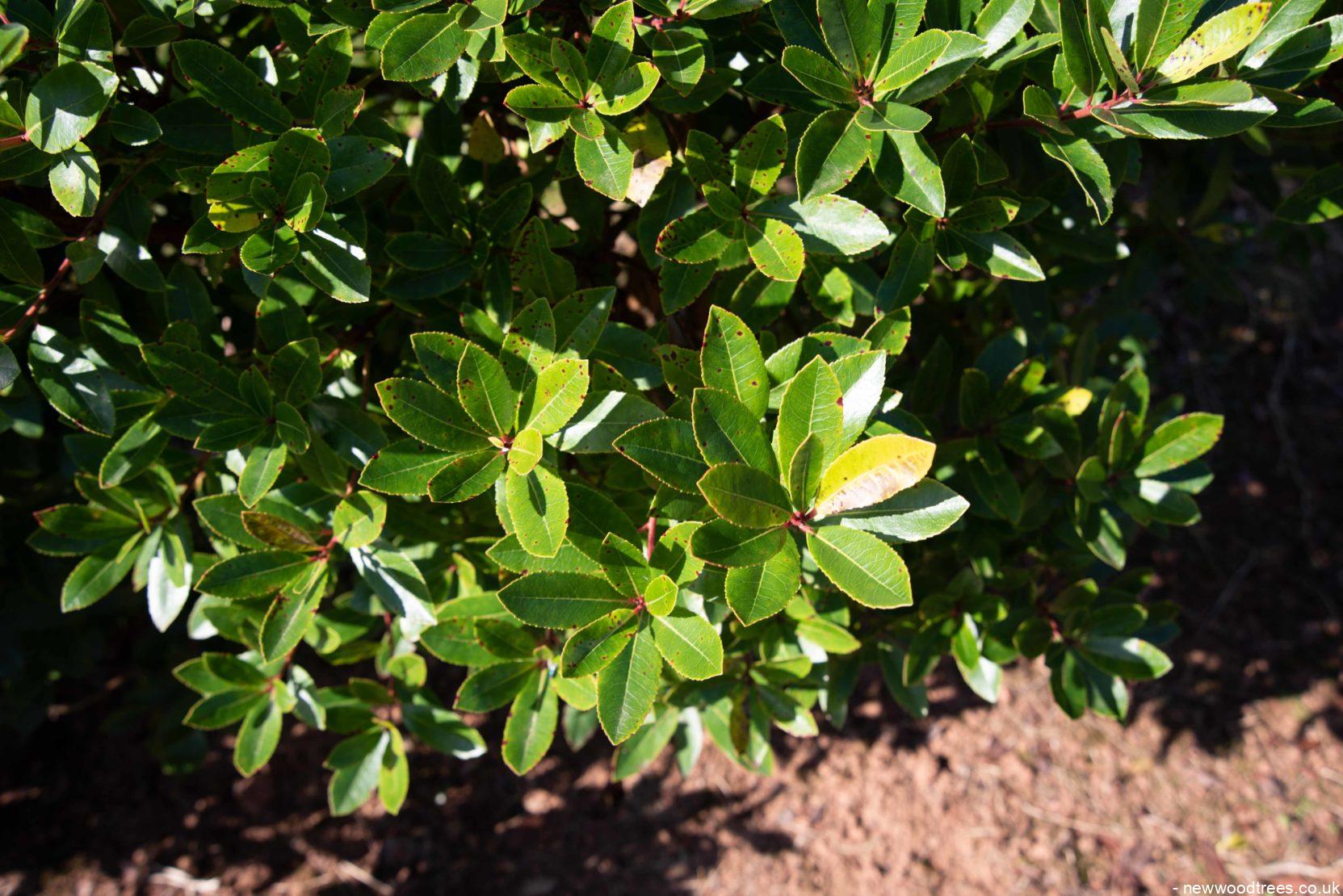 Arbutus unedo 2 1663x1110 1