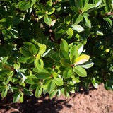 Arbutus unedo 2 1663x1110 1