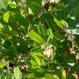 Arbutus unedo 3 1617x2500 1