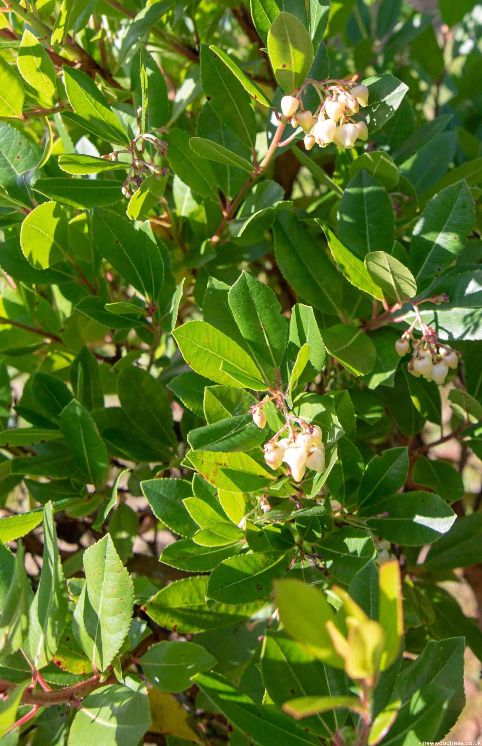 Arbutus unedo 3 1617x2500 1