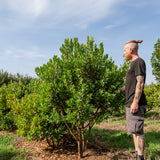 Arbutus unedo - Strawberry Tree