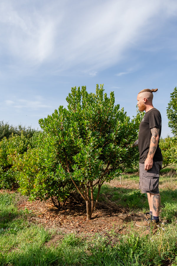 Arbutus unedo - Strawberry Tree