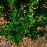 Arbutus unedo - Strawberry Tree