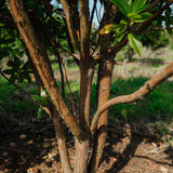 Arbutus unedo - Strawberry Tree