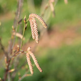 Bet Alb Fasc 1663x1917 1