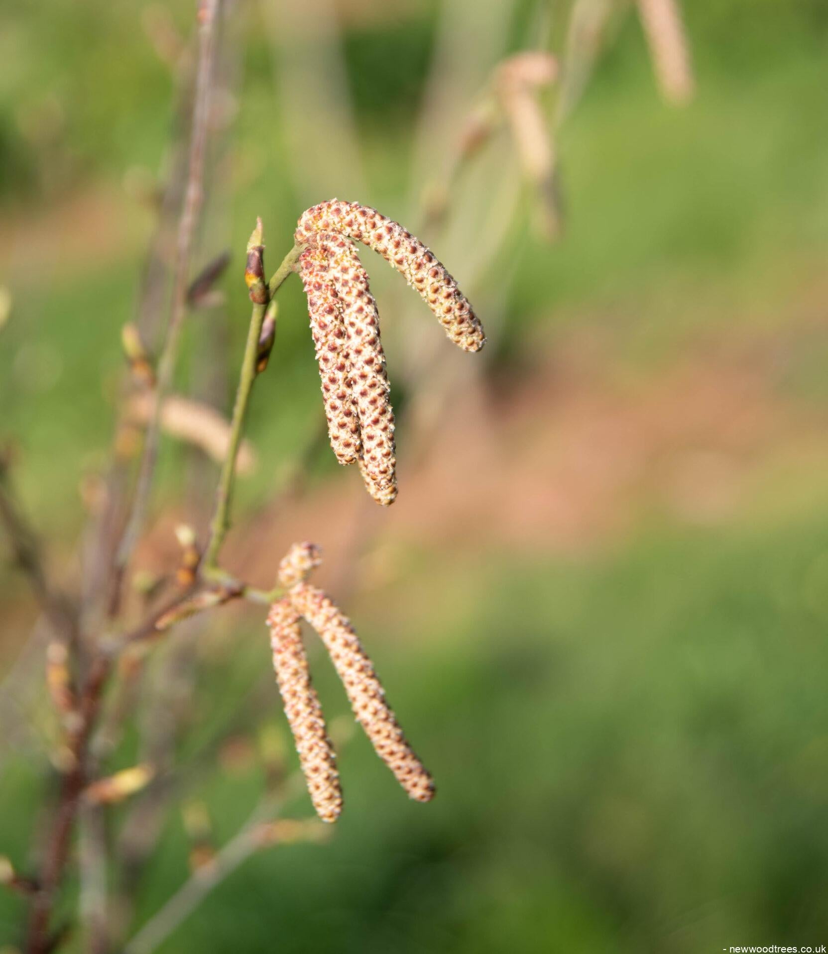 Bet Alb Fasc 1663x1917 1