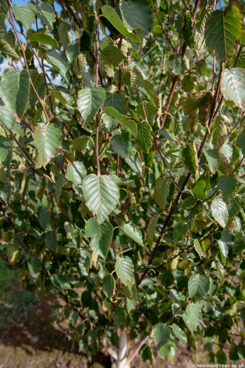 Betula albonensis Fascination 2 1001x1500 1
