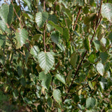 Betula albonensis Fascination 2 1001x1500 1