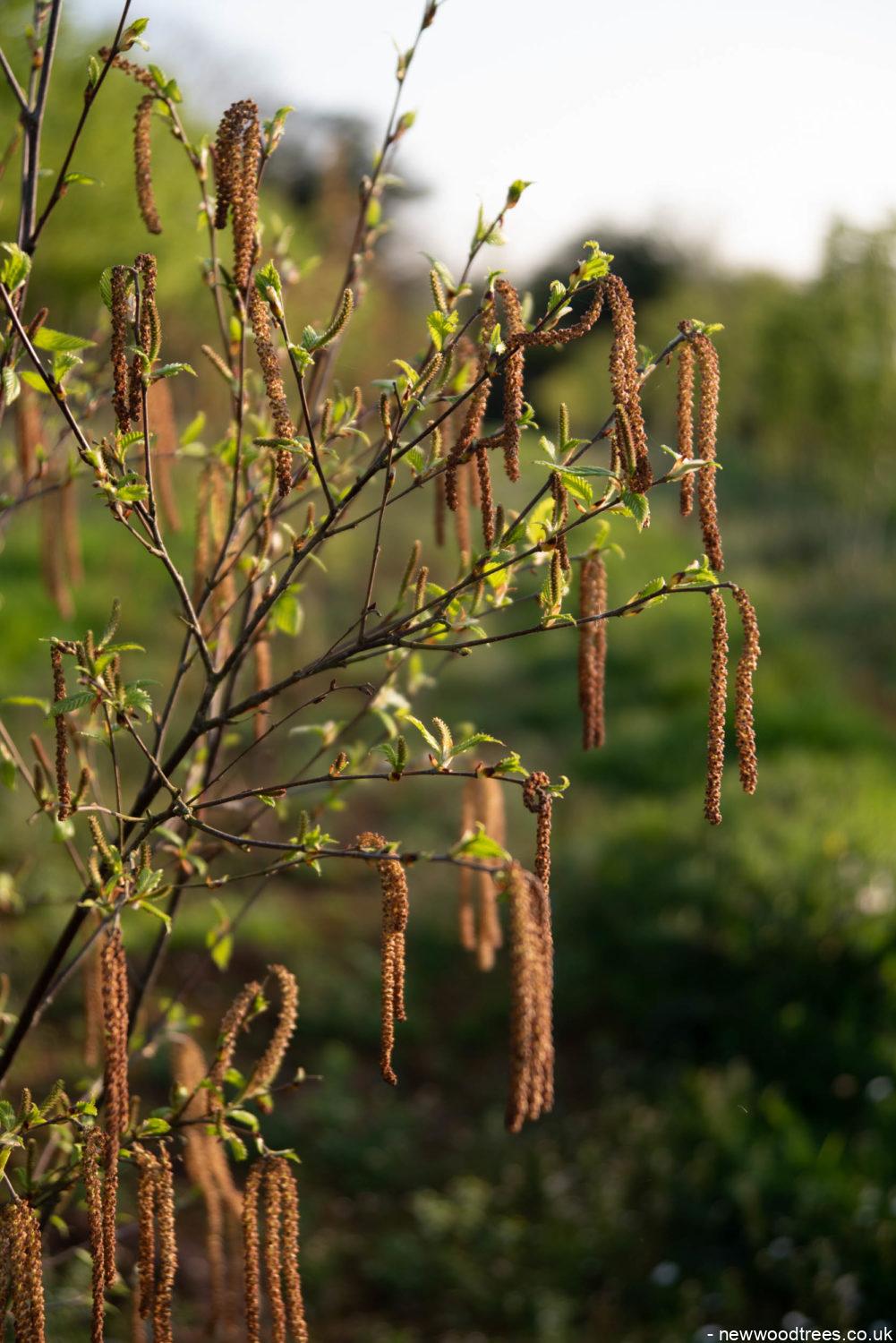 Betula albonensis Fascination 3 1001x1500 1