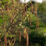Betula albonensis Fascination 3 1001x1500 1