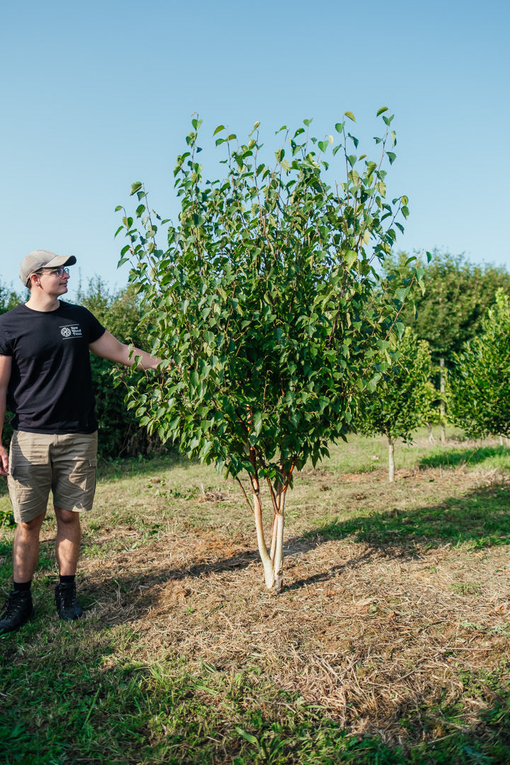 Betula albosinensis 'Fascination' NWT Product photos 25 26 3