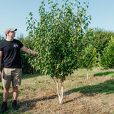 Betula albosinensis 'Fascination' NWT Product photos 25 26 3