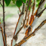 Betula-albosinensis-Fascination-New-Wood-Trees-2024-Stock-0015