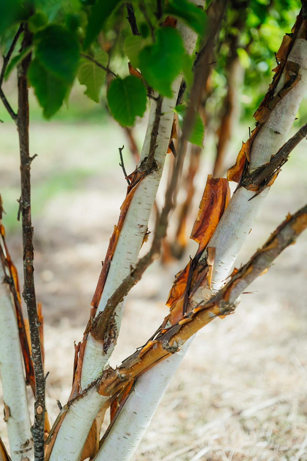 Betula-albosinensis-Fascination-New-Wood-Trees-2024-Stock-0015