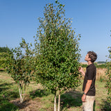 Betula ermanii NWT Products 25 26 0009