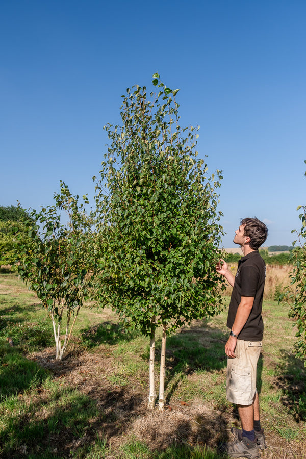 Betula ermanii NWT Products 25 26 0009