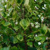 Betula-ermanii-New-Wood-Trees-2024-Stock-0012