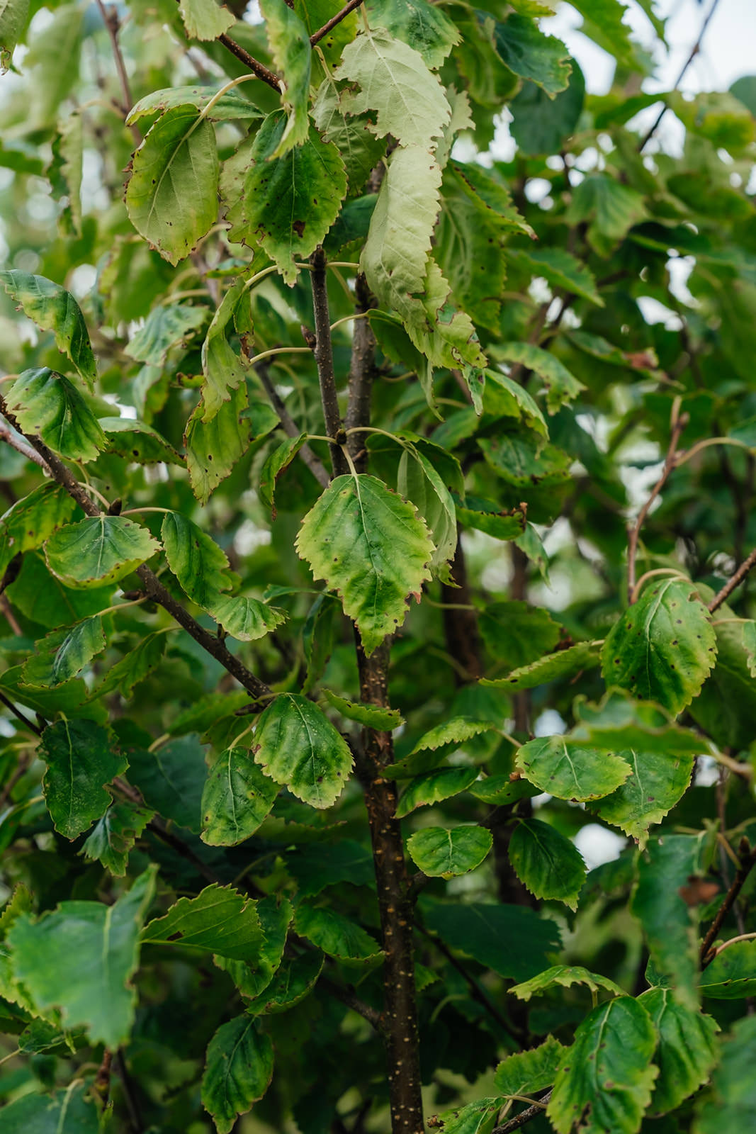Betula-ermanii-New-Wood-Trees-2024-Stock-0012