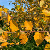 Betula nigra 1 1 1663x2217 1