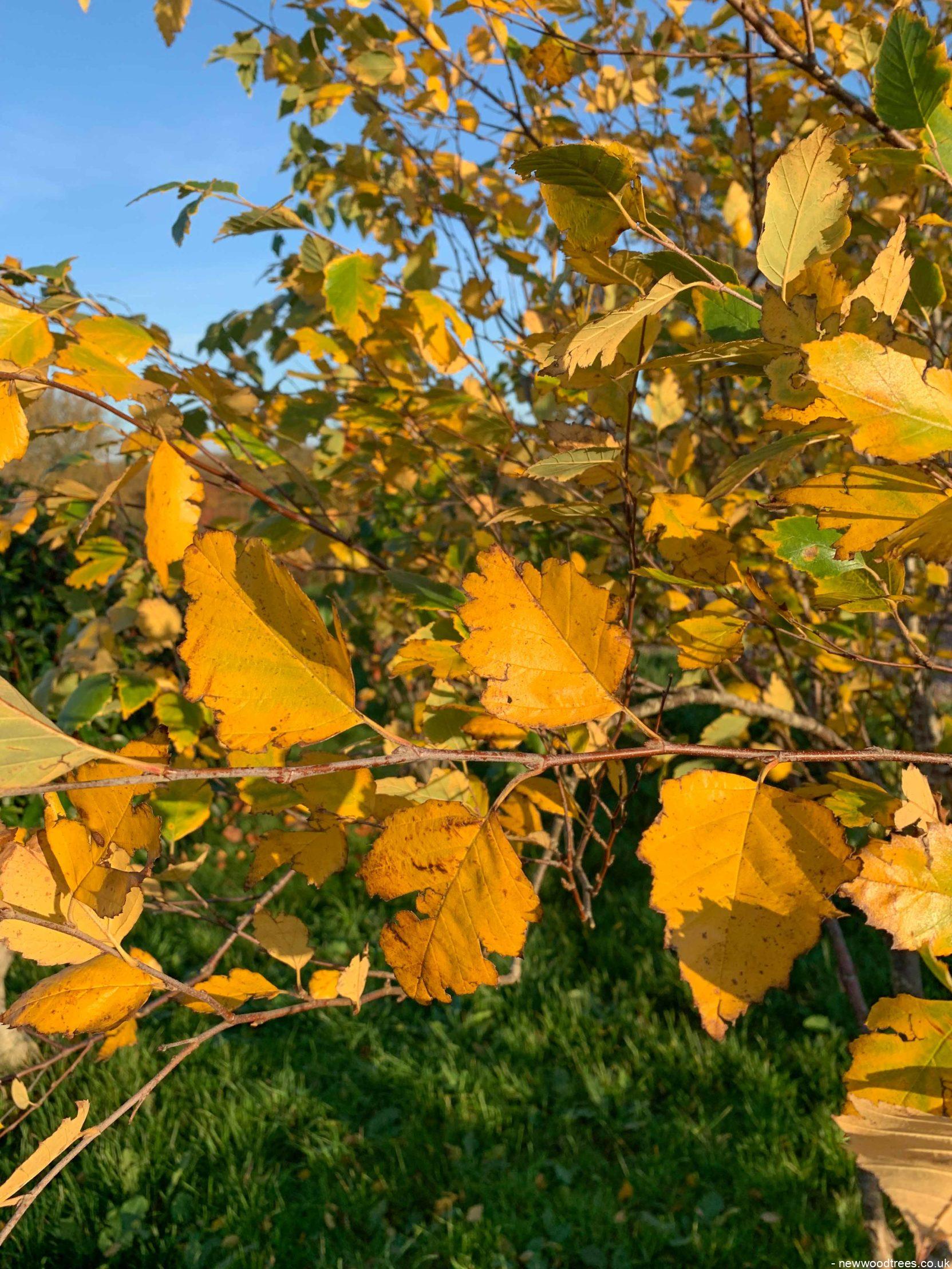 Betula nigra 1 1 1663x2217 1