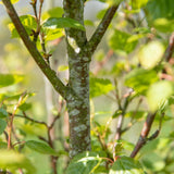 Betula nigra 2 1 1663x2491 1