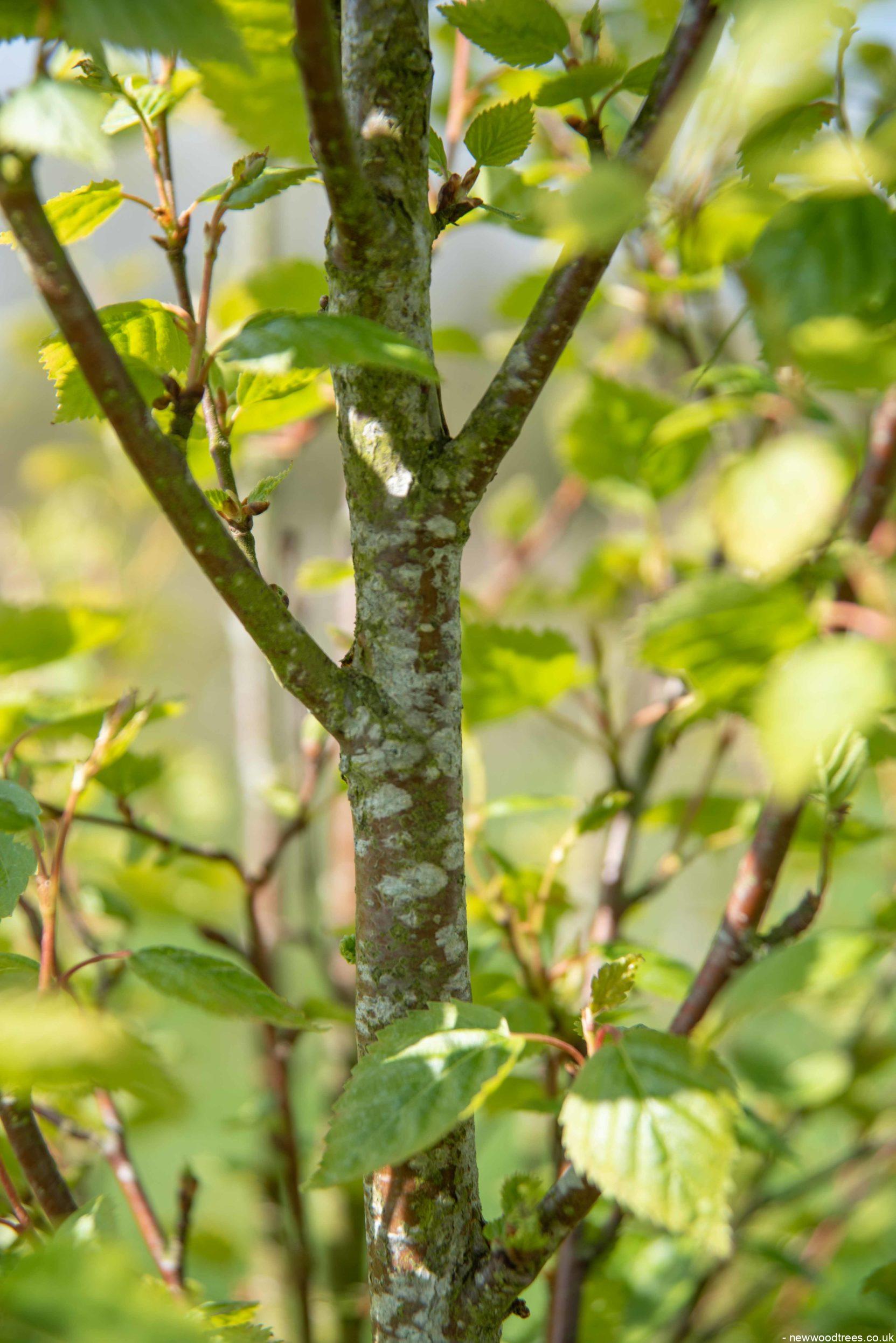 Betula nigra 2 1 1663x2491 1