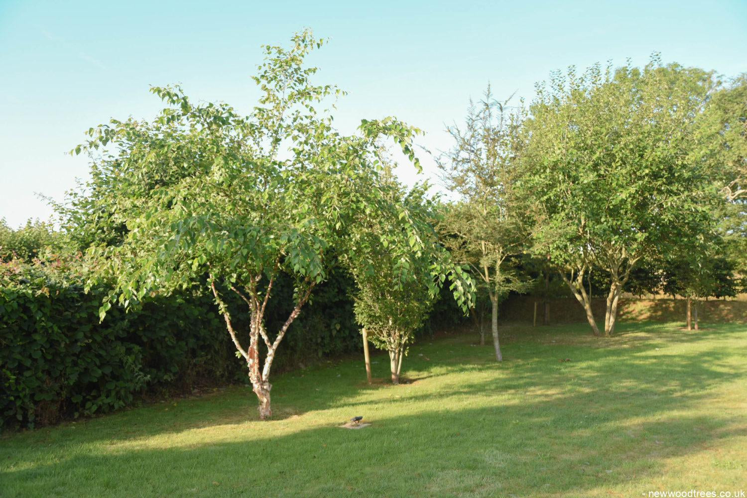 Betula nigra 2 1500x1001 1