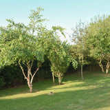 Betula nigra 2 1500x1001 1