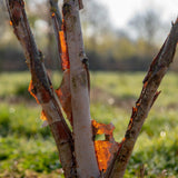 Betula nigra 3 1663x2491 1