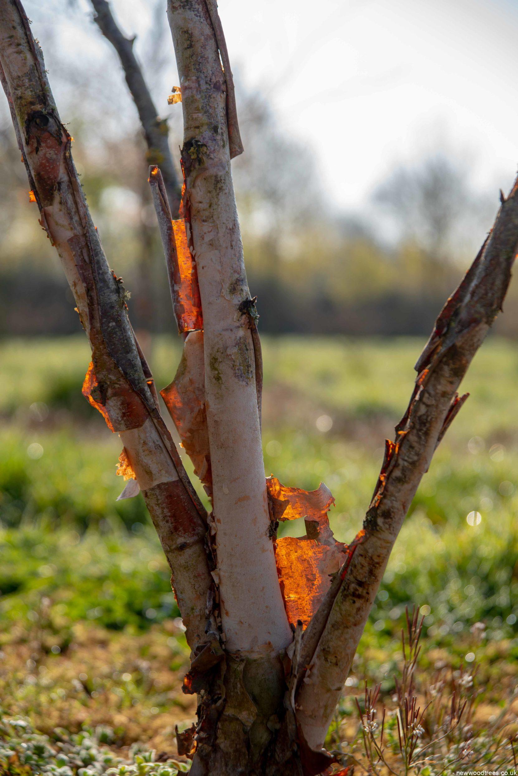 Betula nigra 3 1663x2491 1